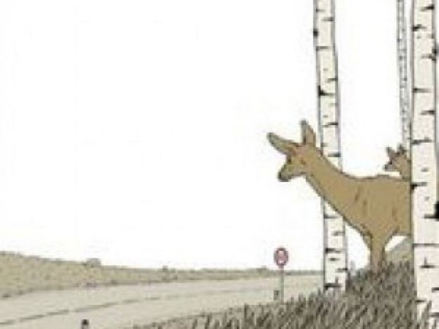 roadkill