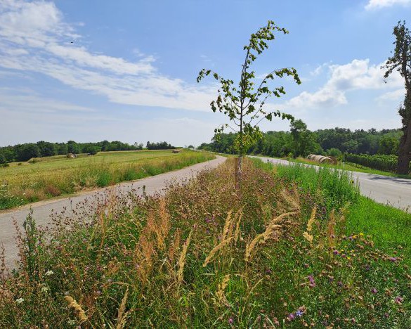 Ökologische und wirtschaftliche Synergieeffekte beim Radwegbau