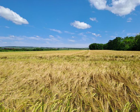 Grünlandfreihalteflächenwidmung in Fels am Wagram